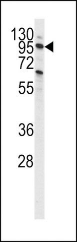 ANTI-PI3KC3 (S851) antibody produced in rabbit