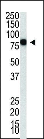 ANTI-PIASY1(C-TERMINAL) antibody produced in rabbit