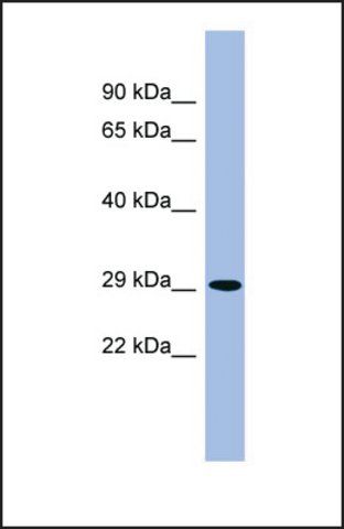 Anti-PHYH antibody produced in rabbit