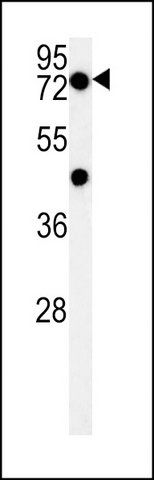 ANTI-PHTF2 (CENTER) antibody produced in rabbit