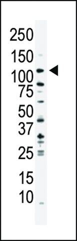 ANTI-PI3KC3(N-TERMINAL) antibody produced in rabbit