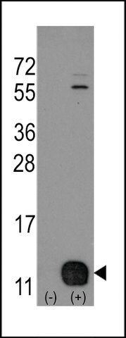 ANTI-PHPT1 ( N-TERM) antibody produced in rabbit