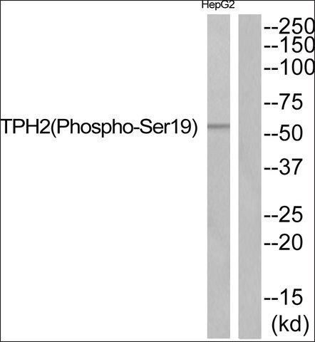 Anti-phospho-TPH2 (pSer<sup>19</sup>) antibody produced in rabbit