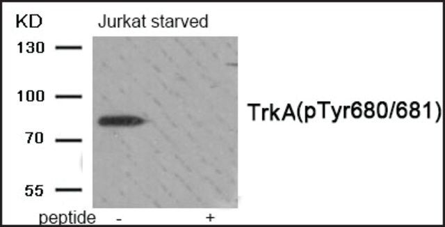 Anti-phospho-Trk A (pTyr<sup>680/681</sup>) antibody produced in rabbit