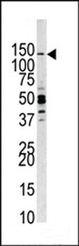 ANTI-PI3CKG(C-TERMINAL) antibody produced in rabbit