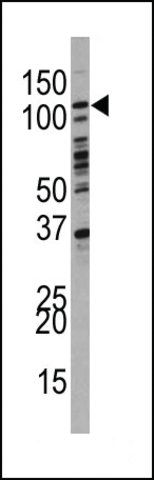 ANTI-PI3KC3 (N-TERM G24) antibody produced in rabbit