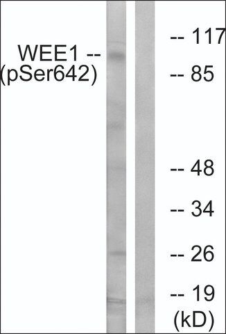 Anti-phospho-WEE1 (pSer<sup>642</sup>) antibody produced in rabbit