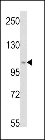 ANTI-PI3KC3 (S34) antibody produced in rabbit