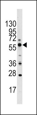 ANTI-PIST(C-TERMINAL) antibody produced in rabbit