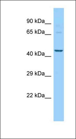 Anti-PIGU antibody produced in rabbit