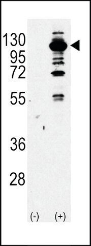 ANTI-PI3KCG (CENTER) antibody produced in rabbit