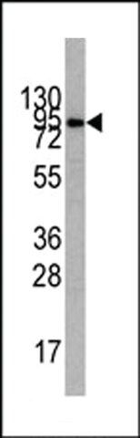 ANTI-PI3KR1 (N-TERM L11) antibody produced in rabbit