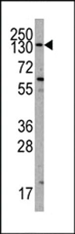 ANTI-PI3KCA (CENTER) antibody produced in rabbit