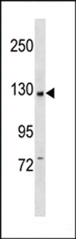 ANTI-PI3KCB(C-TERMINAL) antibody produced in rabbit