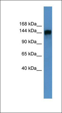 Anti-PITPNM1 antibody produced in rabbit