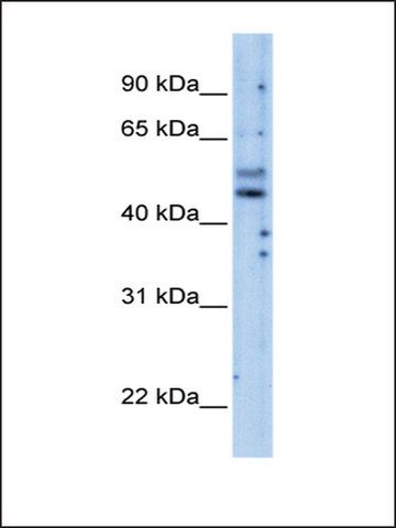 Anti-PIK3R3 antibody produced in rabbit