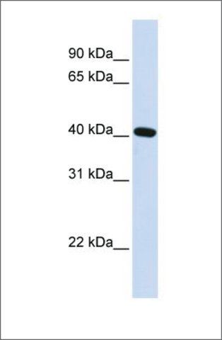 Anti-PITX2 antibody produced in rabbit