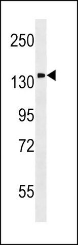 ANTI-PITPNM1 (N-TERM) antibody produced in rabbit