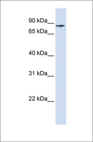 Anti-PIK3R5 antibody produced in rabbit