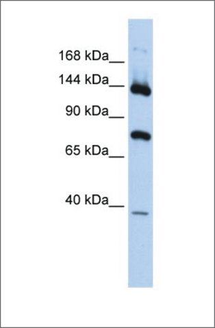 Anti-PLA2G4B (ab2) antibody produced in rabbit