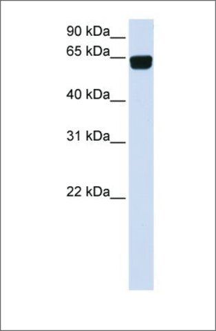 Anti-PIGT (ab1) antibody produced in rabbit