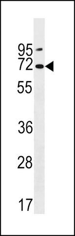 ANTI-PKD2L2 (CENTER) antibody produced in rabbit