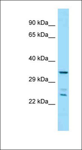 Anti-PITPNC1 antibody produced in rabbit