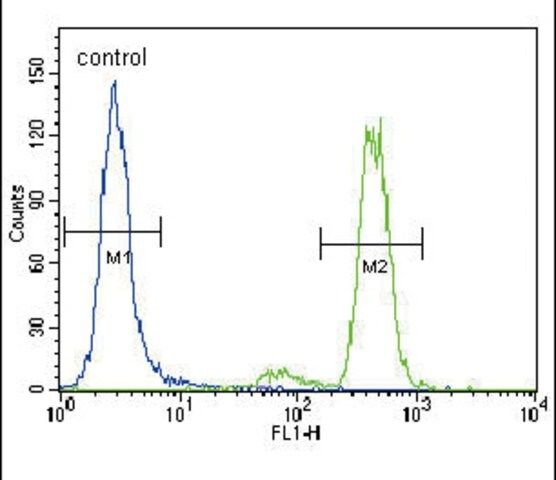 ANTI-PKC ALPHA(C-TERMINAL) antibody produced in rabbit