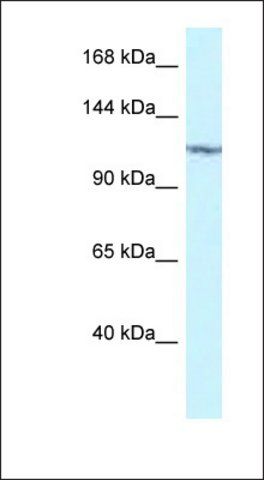 Anti-PKN2 antibody produced in rabbit