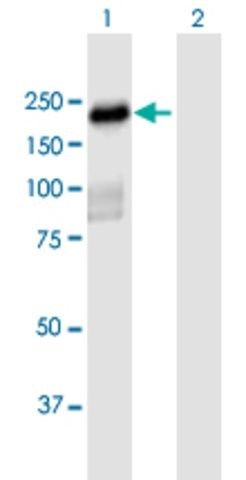 Anti-PLEKHH2 antibody produced in mouse