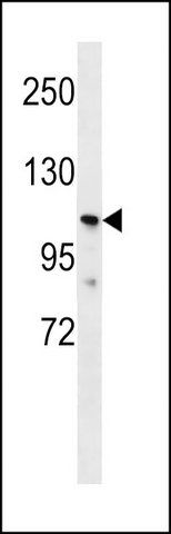 ANTI-PKD2L1 (N-TERM) antibody produced in rabbit