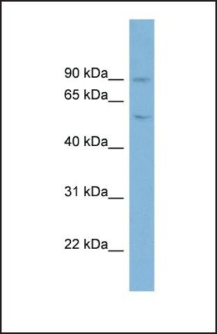 Anti-PLG antibody produced in rabbit