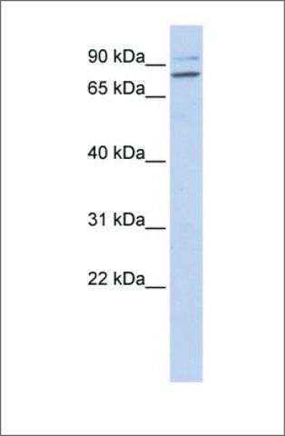 Anti-PLCD1 (ab2) antibody produced in rabbit