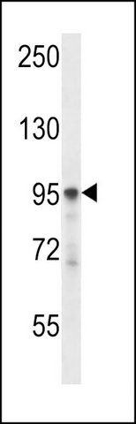 ANTI-PLCD3 (N-TERM) antibody produced in rabbit