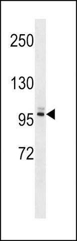 ANTI-PLEKHG5 (N-TERM) antibody produced in rabbit