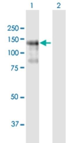 Anti-PLEKHG2 antibody produced in mouse