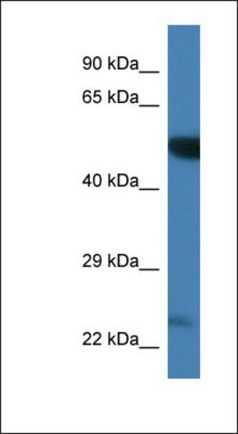 Anti-PLK3 antibody produced in rabbit