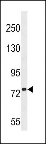 ANTI-PLK1S1(N-TERMINAL) antibody produced in rabbit