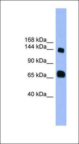 Anti-PLEKHG2 antibody produced in rabbit