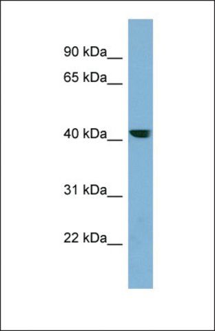 Anti-PLEKHA9, (N-terminal) antibody produced in rabbit