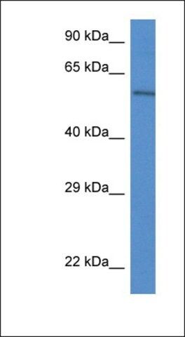 Anti-PLXDC2 antibody produced in rabbit