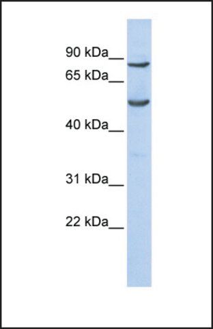 Anti-POGK antibody produced in rabbit