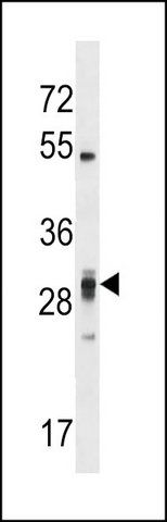 ANTI-PLEKHF2 (CENTER) antibody produced in rabbit