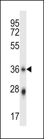 ANTI-PLSCR4 (CENTER) antibody produced in rabbit