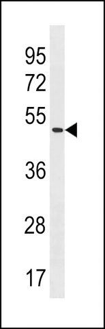 ANTI-POLE2(C-TERMINAL) antibody produced in rabbit