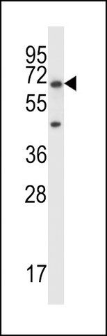 ANTI-PODXL2 (C-TERM) antibody produced in rabbit