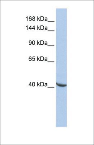 Anti-POGZ antibody produced in rabbit