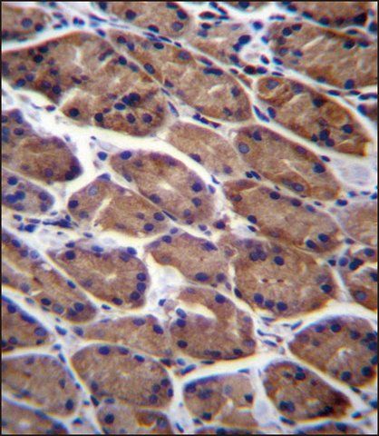 ANTI-PODNL1 (CENTER) antibody produced in rabbit