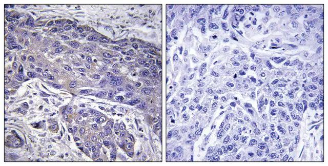 Anti-POFUT1 antibody produced in rabbit