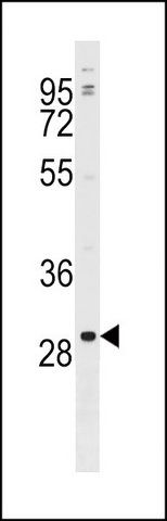 ANTI-POLR3G (C-TERM) antibody produced in rabbit